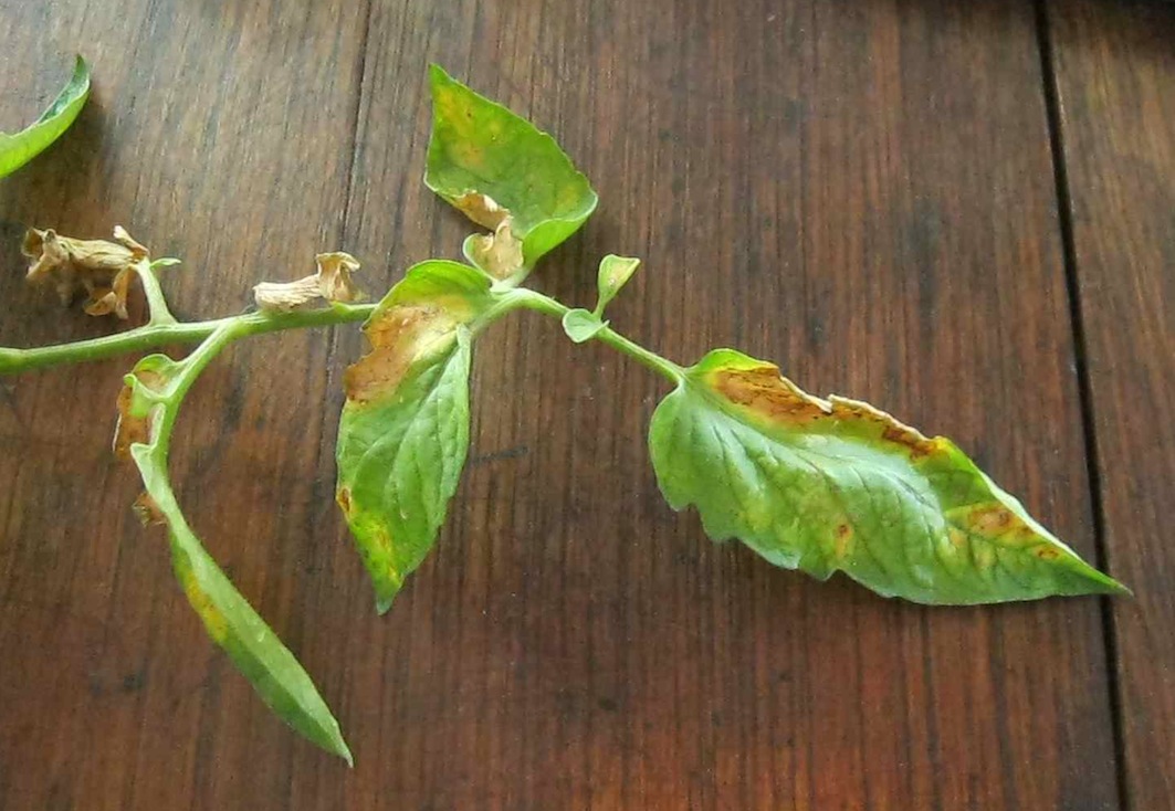 early tomato blight in a microcosm: lower leaves curl up and die, bull's eye lesions