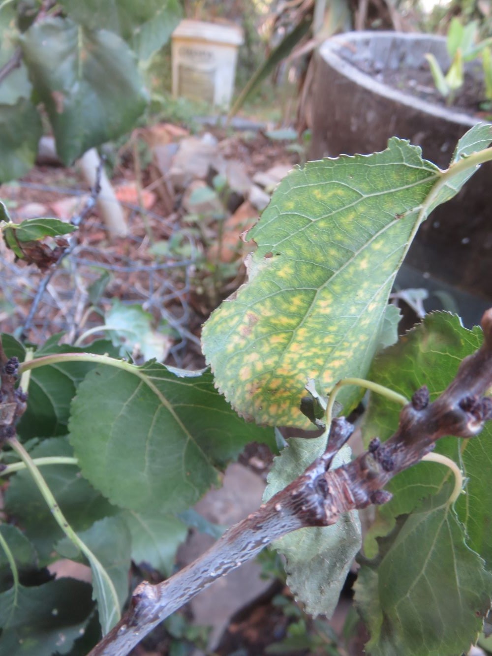 The appearance of fungal disease on my apricot tree and beloved Gemsbok cucumber spurred me into a soil regeneration drive.