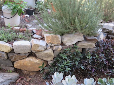 a dry wall for a terrace in my garden, with herbs above and plants loving the cool root run below