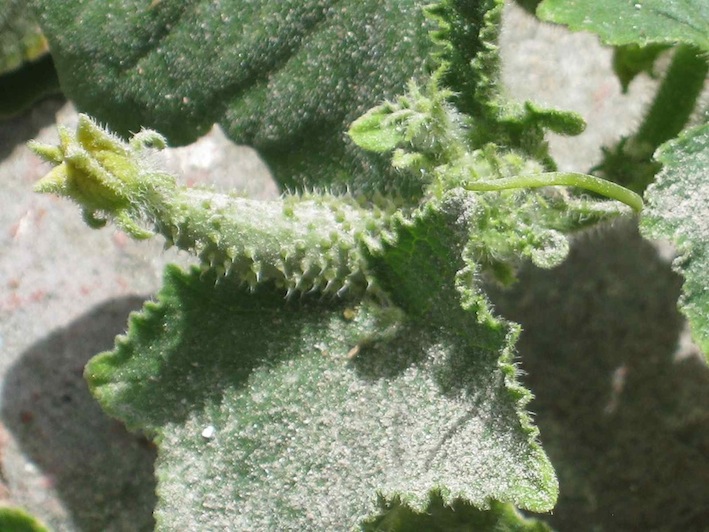 the young cucumber after dusting