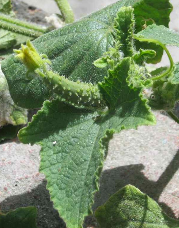 fruit fly control using sanitizing starts early with the flowering of the fruit. Keep an eye on the tiny fruit or ovary