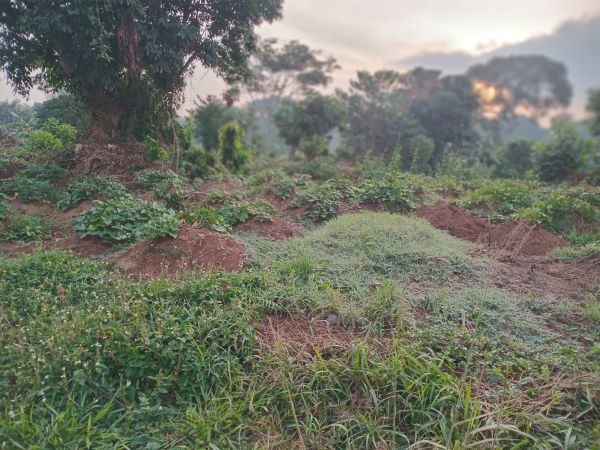 earth mounds for sweet potato