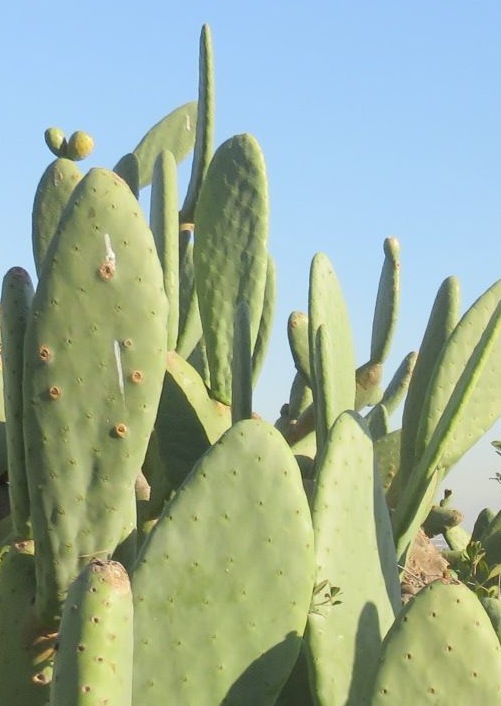 Opuntia an invasive menace you can eat leaves and all