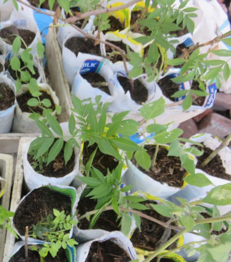 Elderberry cuttings take easily.