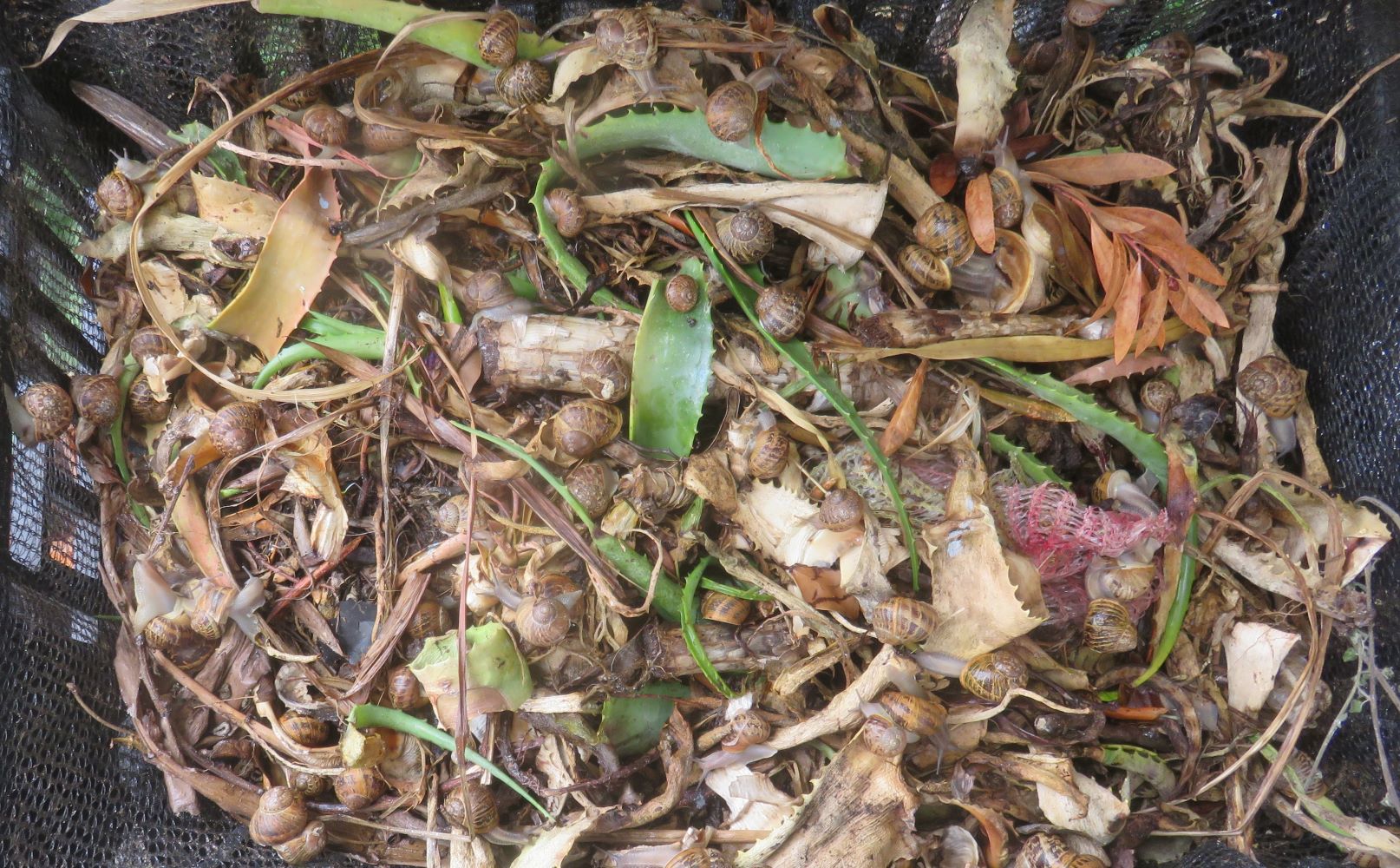 Harnessing the benefits of snails in a snail farm.