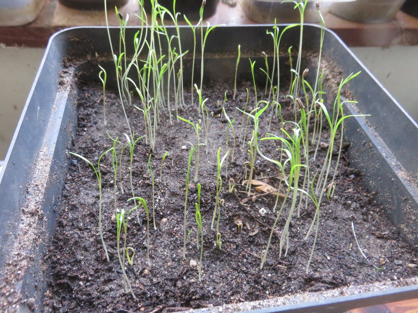 Germination is rapid and these seeds were used fresh and very viable.