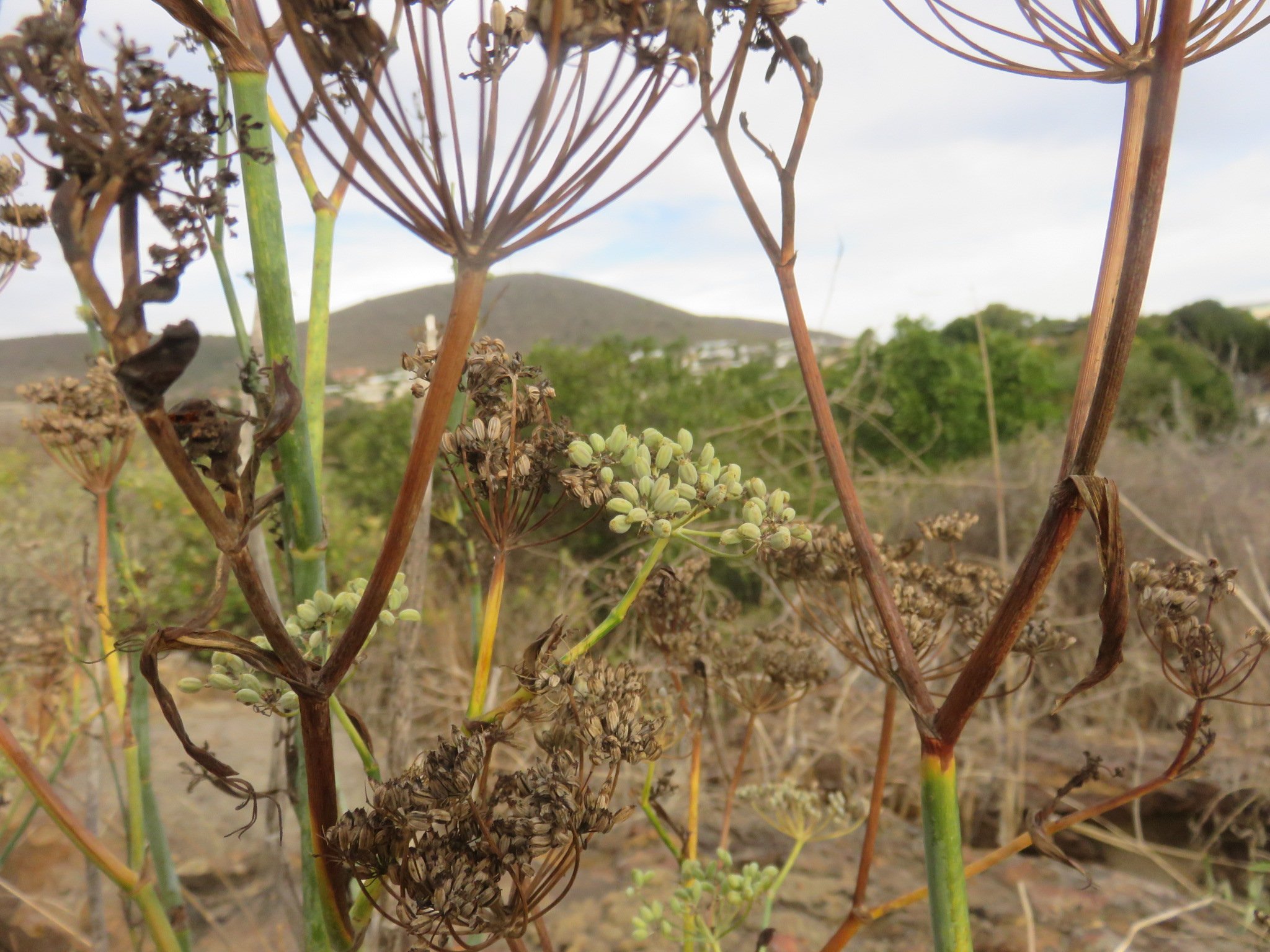 Growing fennel is made easy by the selection of wild seed from tough plants