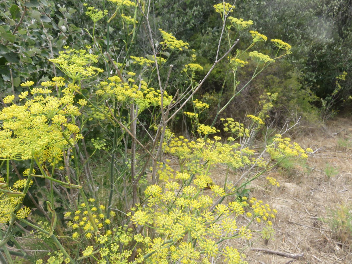 Worlds within worlds: naturalized fennel in our own wilderness houses a miniature universe of microbes