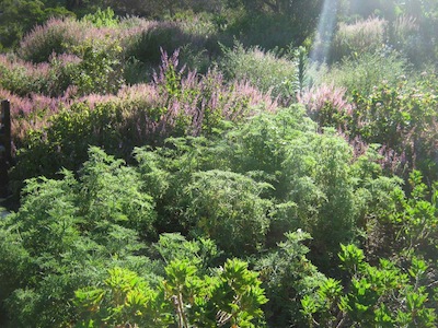 The fineness of Fybos, drought tolerant plants at Kirstenboschn