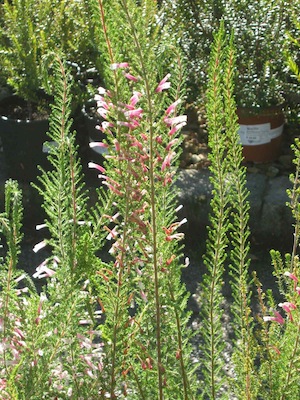 Summer drought tolerant plants with feathery foliage reducing sunburn, harvesting dew and tubular flowers specialized for bird or long tongued fly pollinators