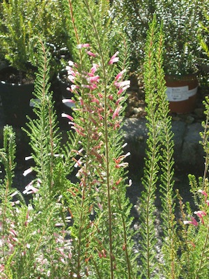 Summer drought tolerant plants with feathery foliage reducing sunburn, harvesting dew and tubular flowers specialized for bird or long tongued fly pollinators
