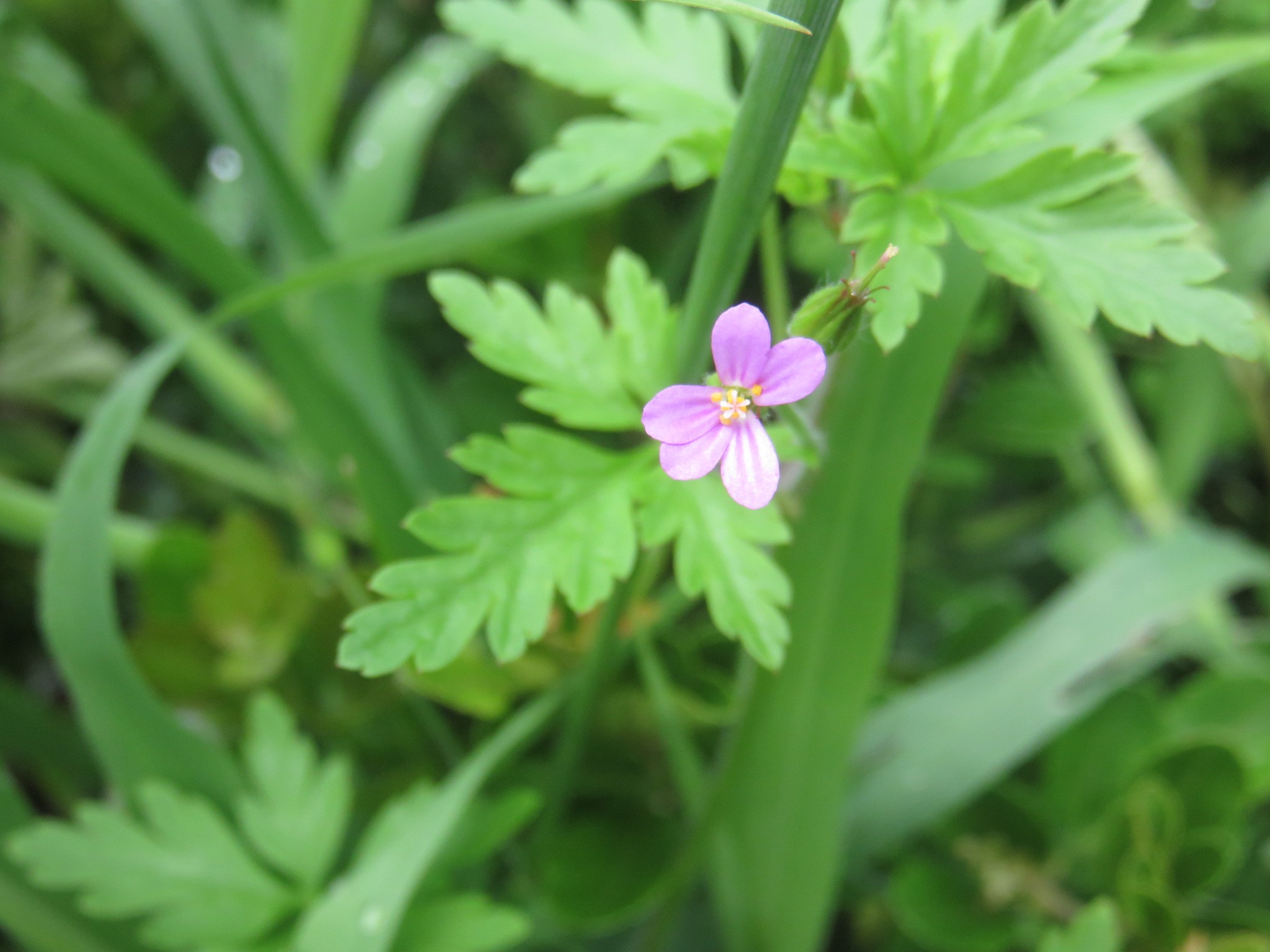 Another plant bearing bilaterally symmetrical flowers