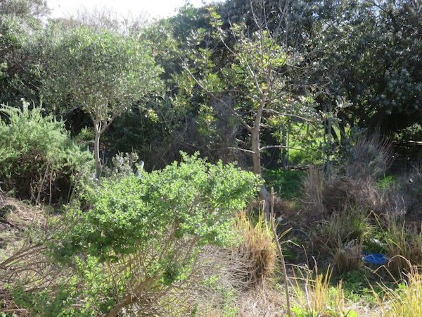 Part of the food forest at SEED, thriving despite drought