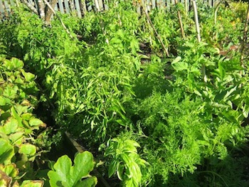 a vegetable garden planner combines roots, fruit and leaf vegetables