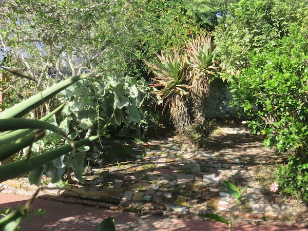 This tiny forest contains 3 types of African fruit tree and medicinal aloes