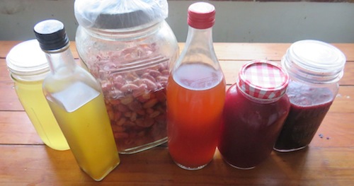fruit vinegars at various stages