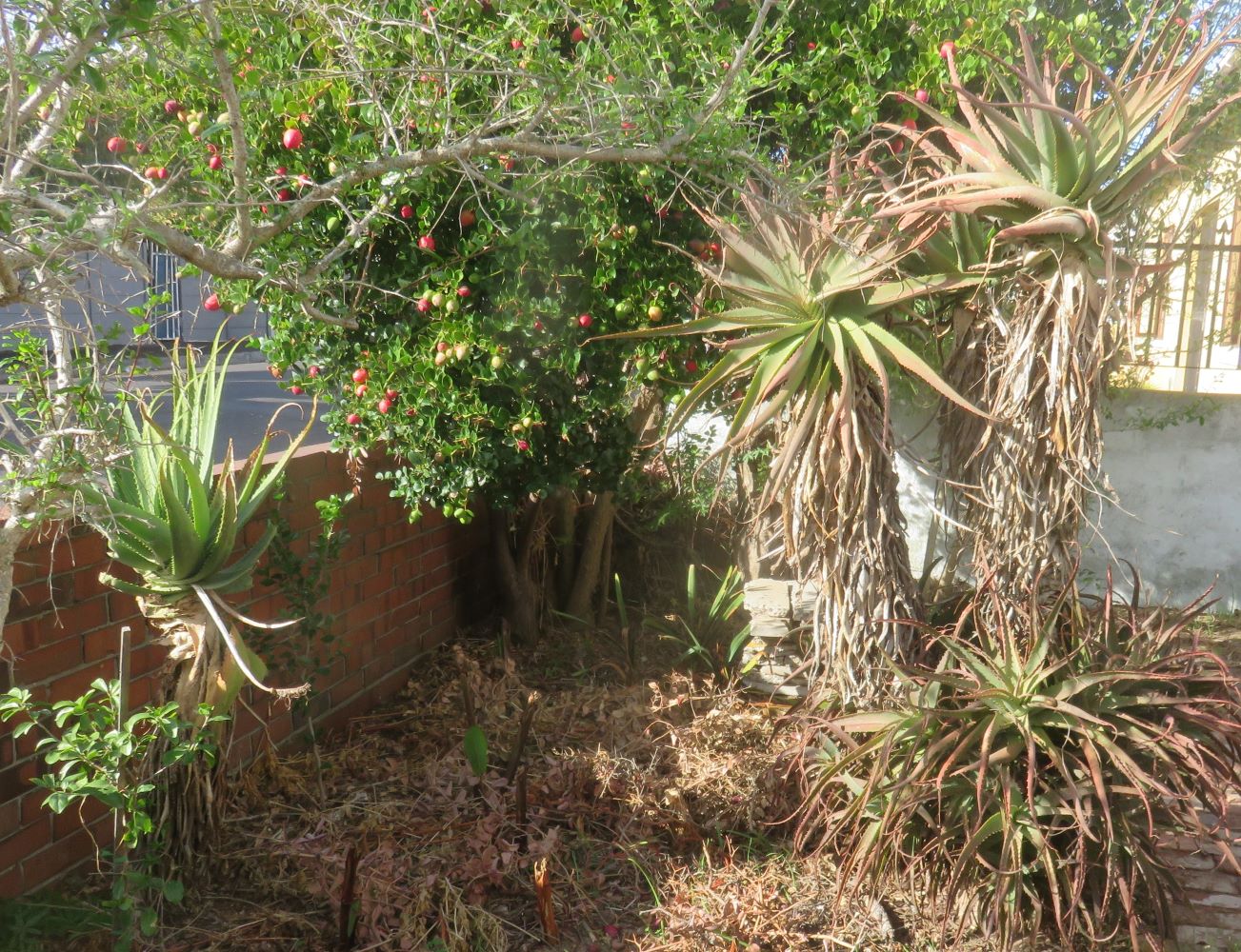 The single head and  height of Aloe arborescens. The one growing at the street wall has been harvested by passers by for medicinal and cosmetic use.