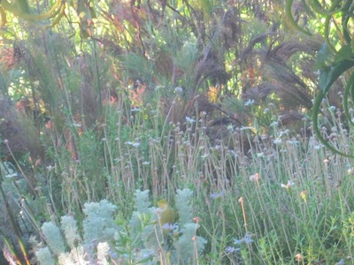 multi-tiered feathery Fynbos planting at Kirstenbosch