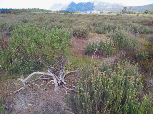 Cape Flats Sand Fynbos at Tokai