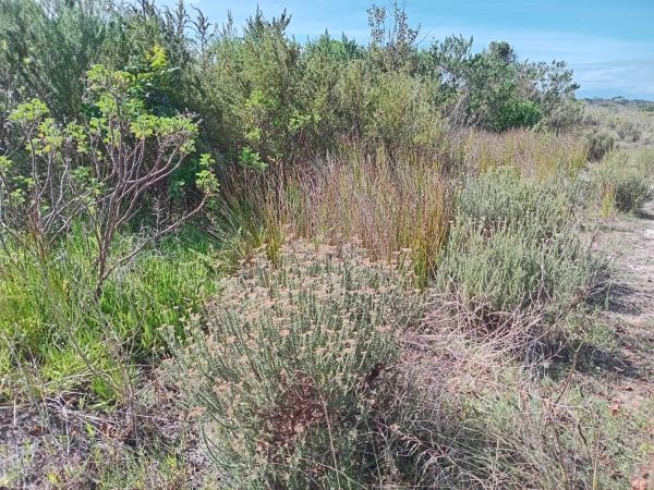 Cape Flats Sand Fynbos compositions