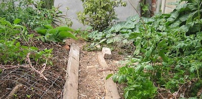 planted up in spring the garden is booming
