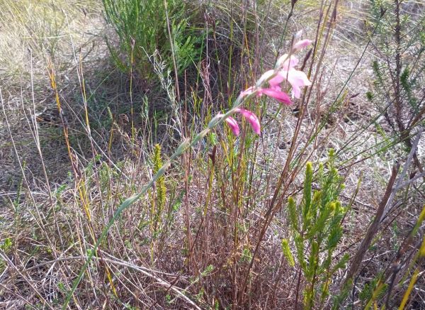 Wild gladiolus