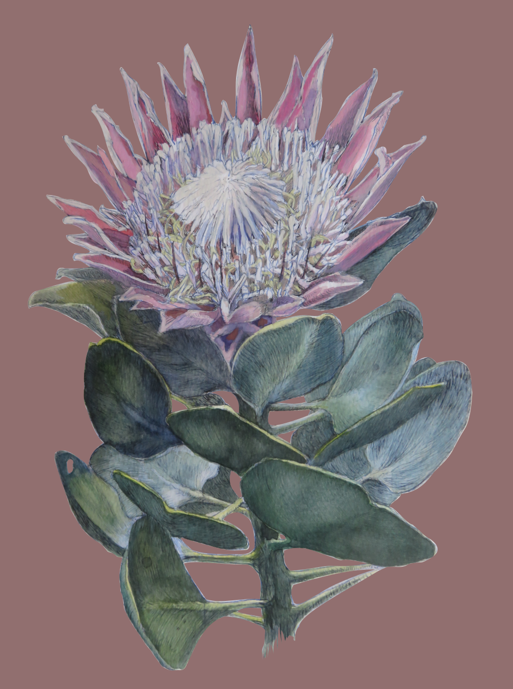 Protea cynaroides painting also available on decor items, accessories and clothing.