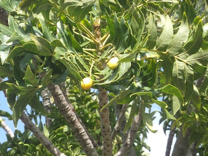 The wild berries of Harpephyllum when green