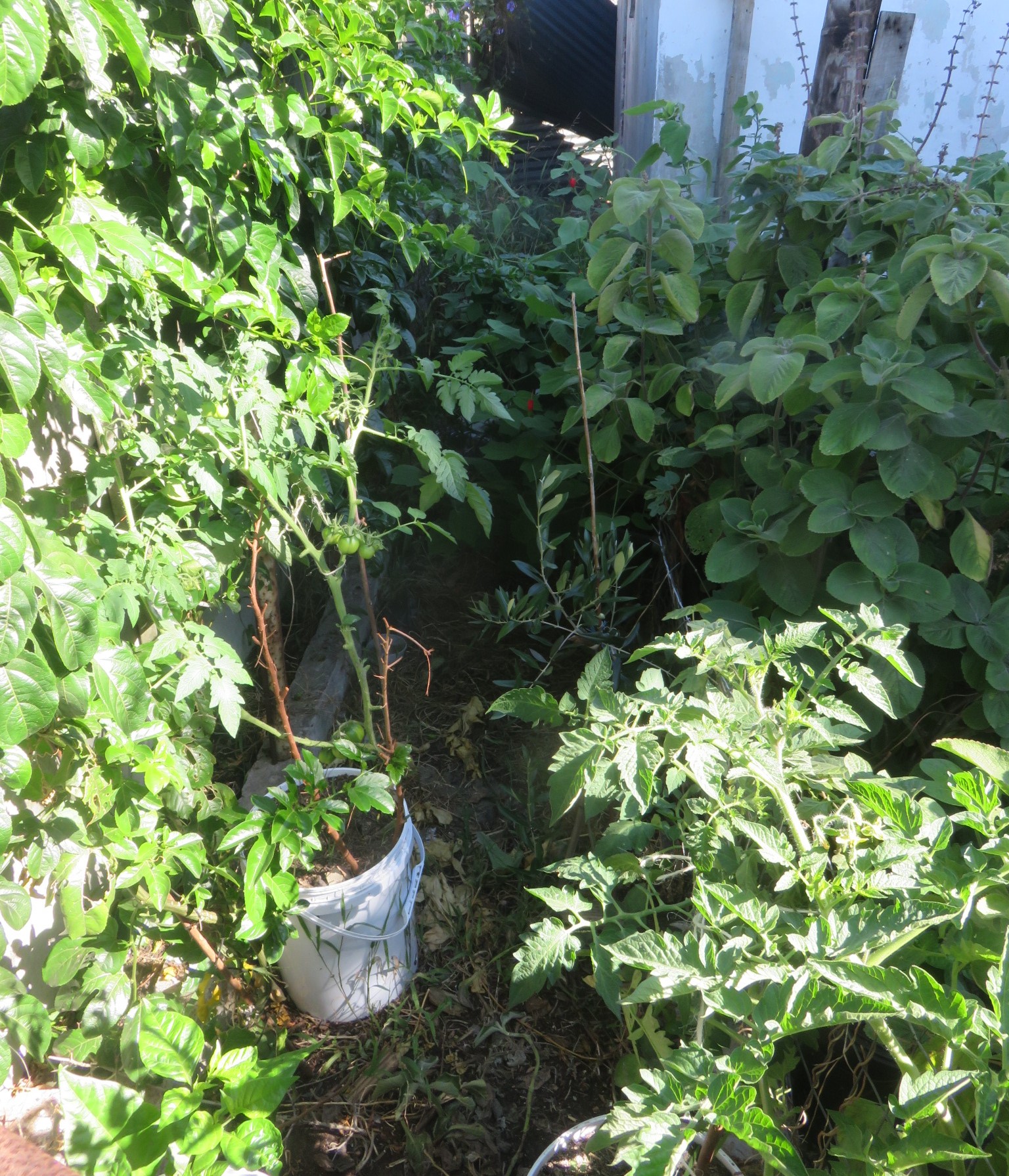 The vine soon covered a concrete wall and created a protected ecosystem in this corner, where all plants require less irrigation.