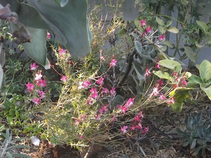 spindly Gaura,