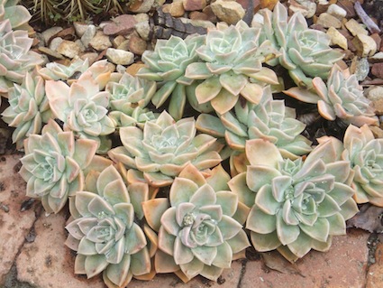 these discard leaves and these will form baby plants when left in a dark cupboard