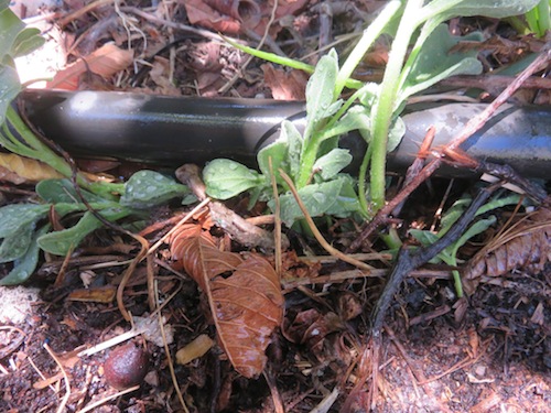 in ground cuttings in deep compost