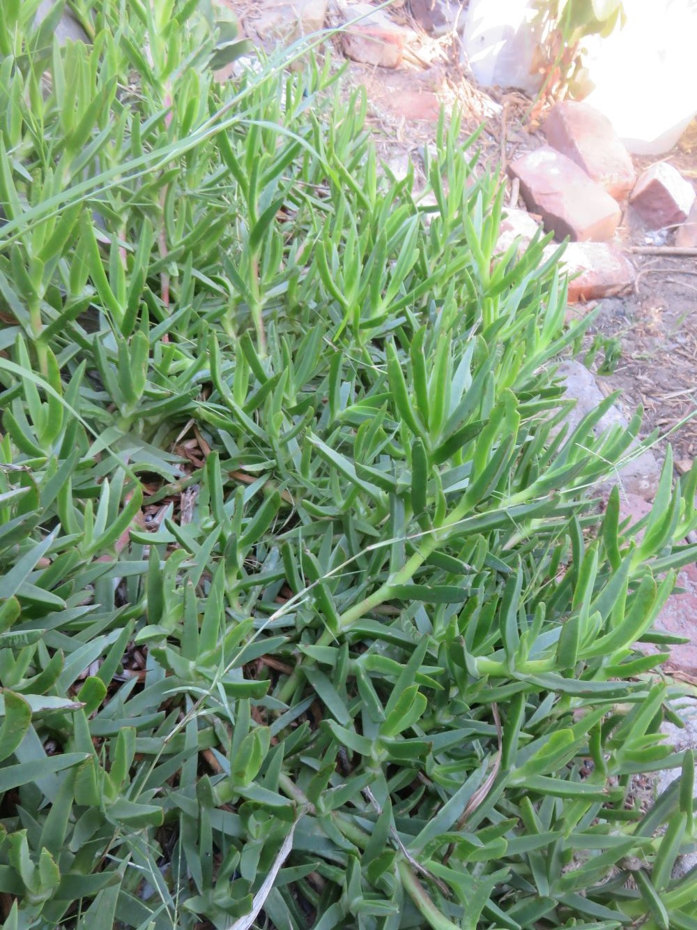 An exotic perennial climbing leaf vegetable, Basella alba