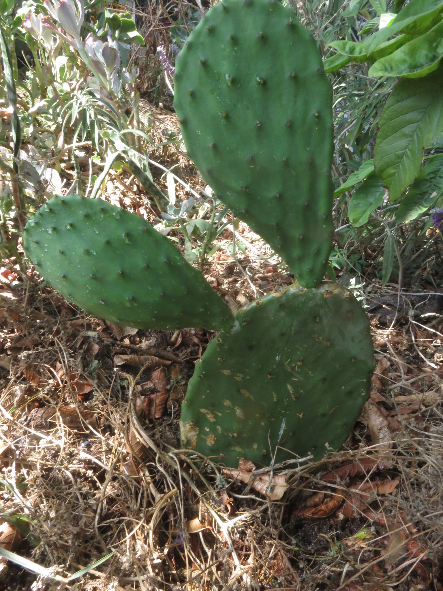 freshly planted out in half shade