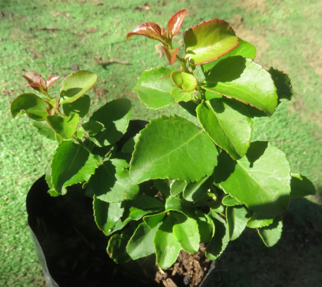 A Gymnosporia buxifolia sapling in excellent health at Spirit of Nature nursery in Cape Town.