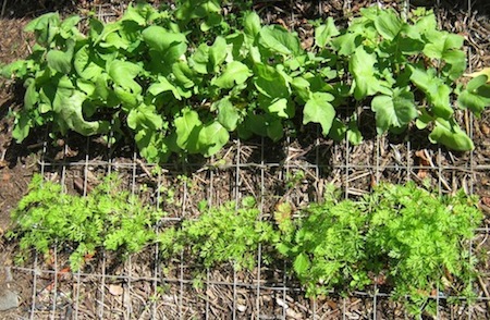 growing carrots near other plants is common practice