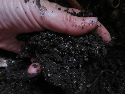 vermicompost is like chocolate for plants