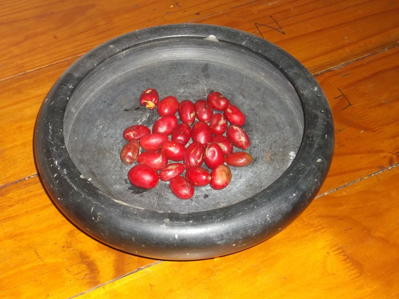 The fruit of the Umgwenyobomvu are incredibly red