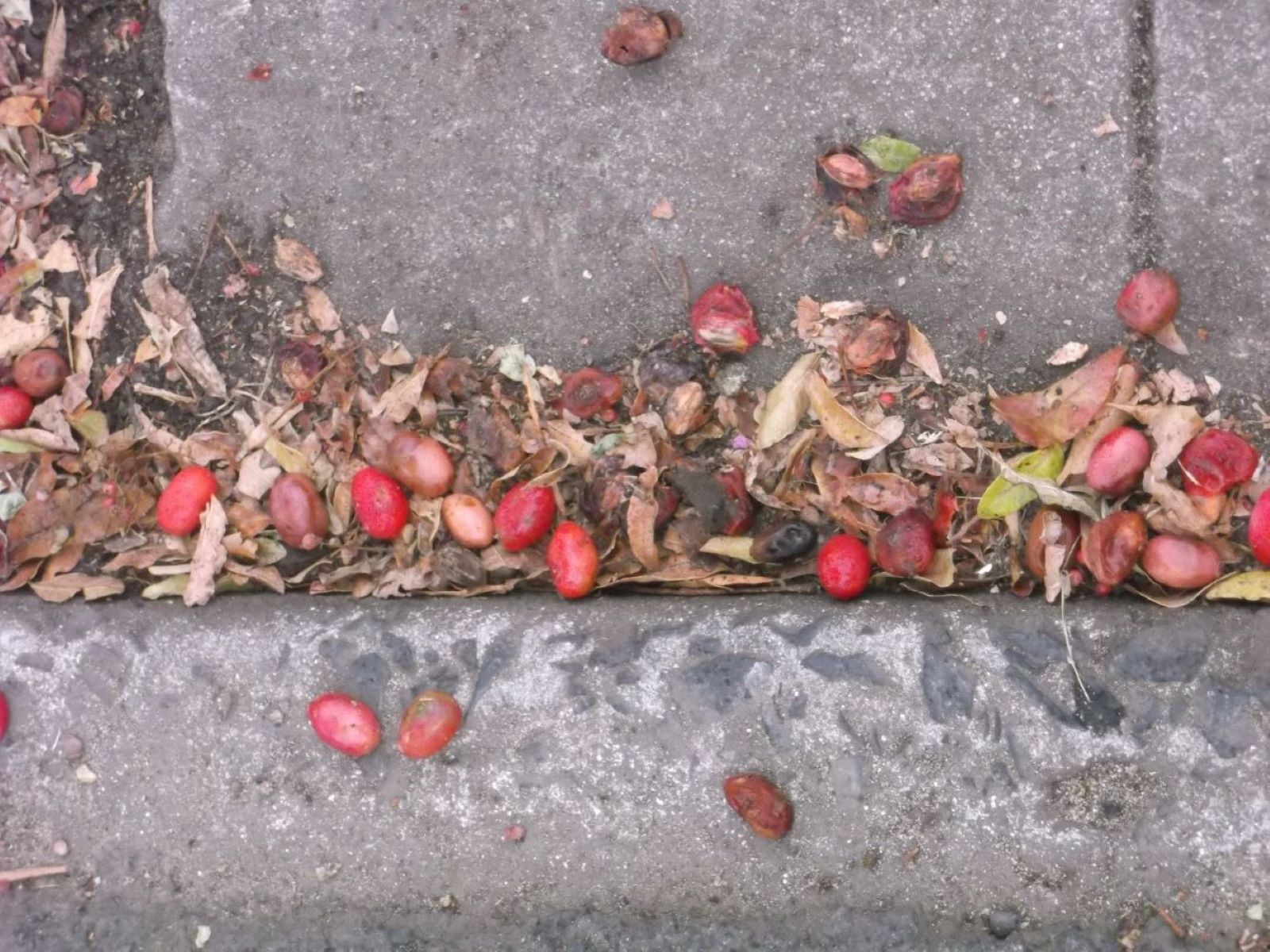 Harpephyllum caffrum fruit and seeds collect in the gutters below the trees.