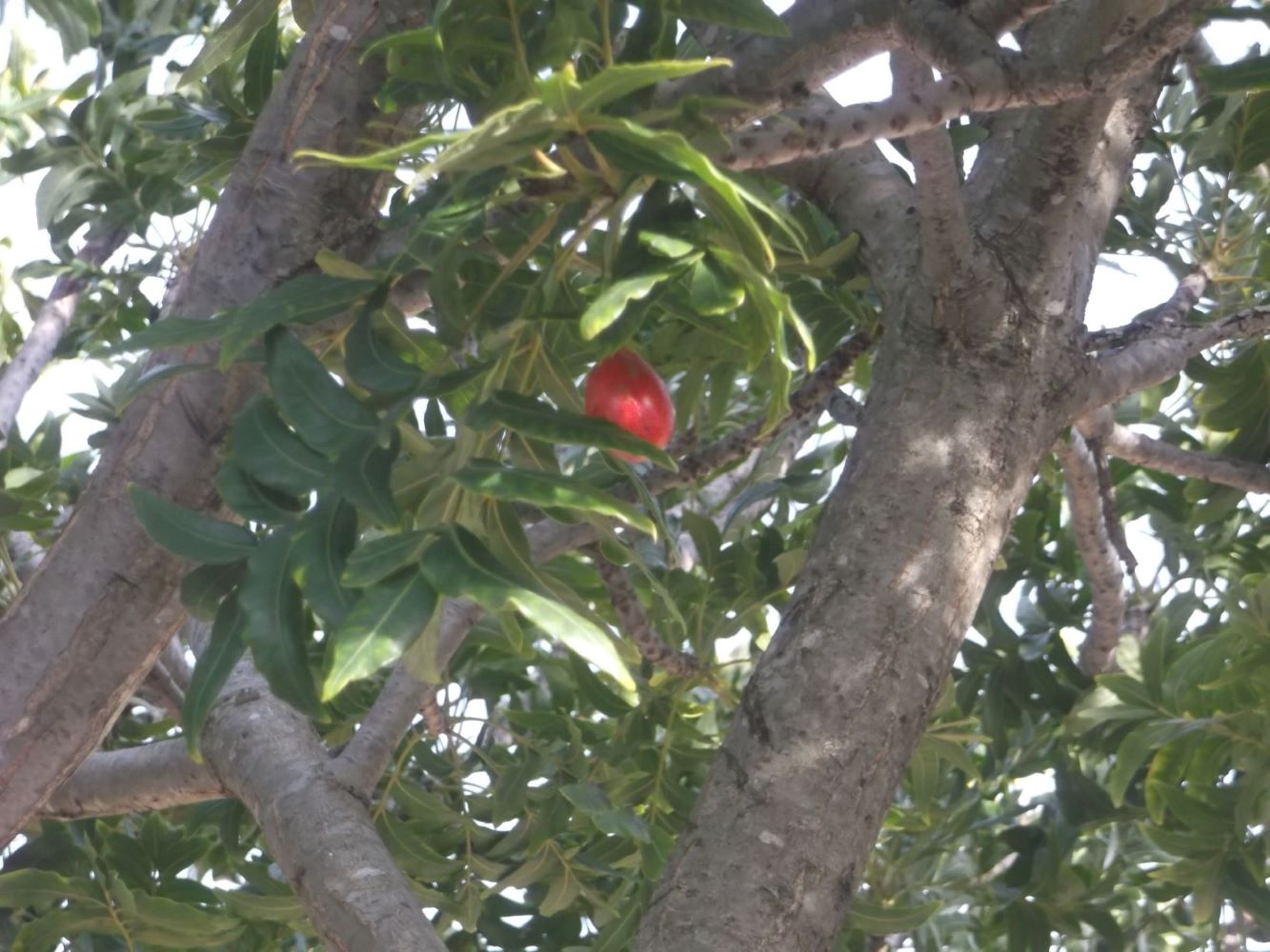 The sickle shaped leaf, red berries and pimply bark