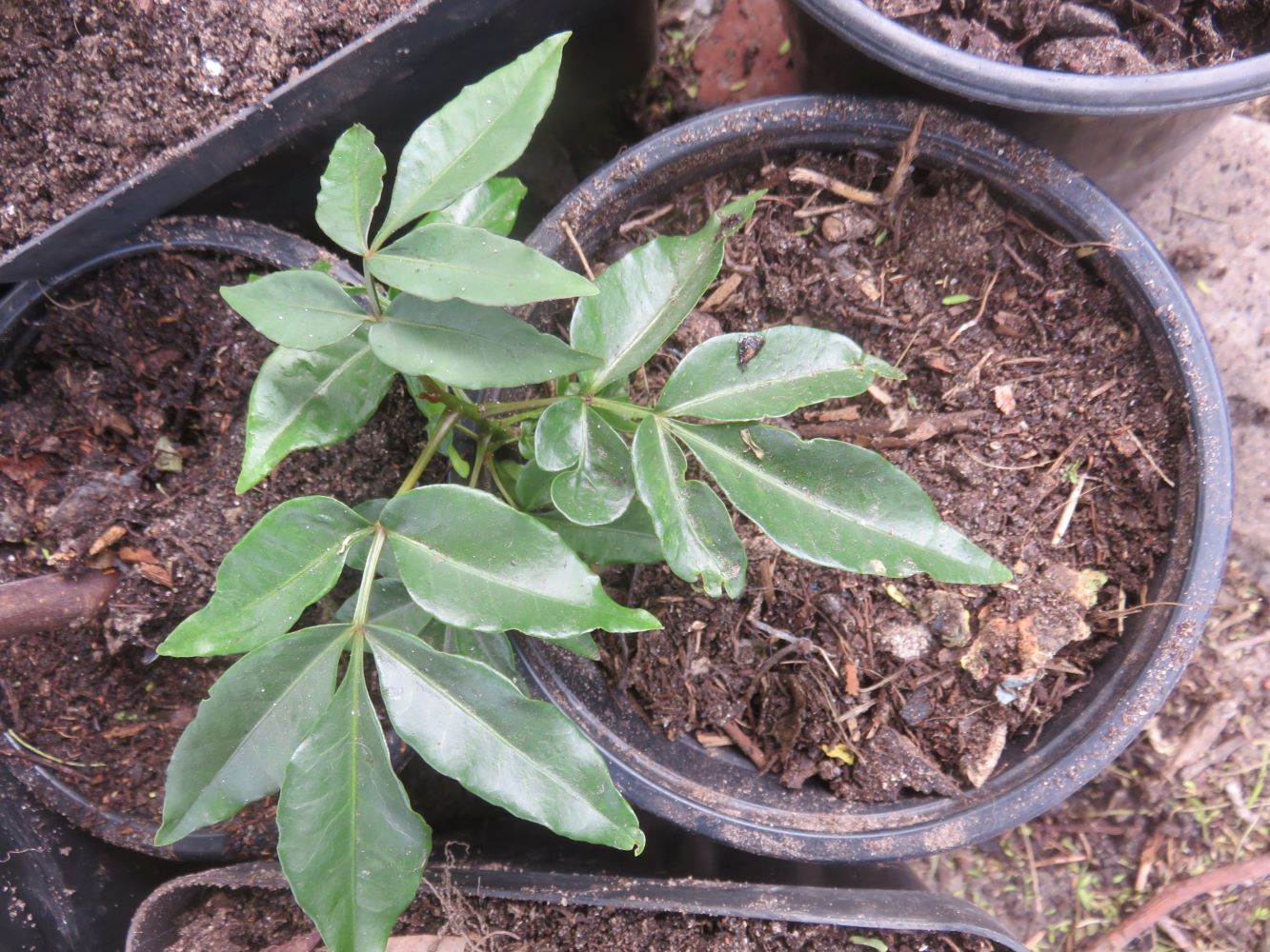 Umgwenya, or wild plum sapling. It is the most drought tolerant and can grow really large.