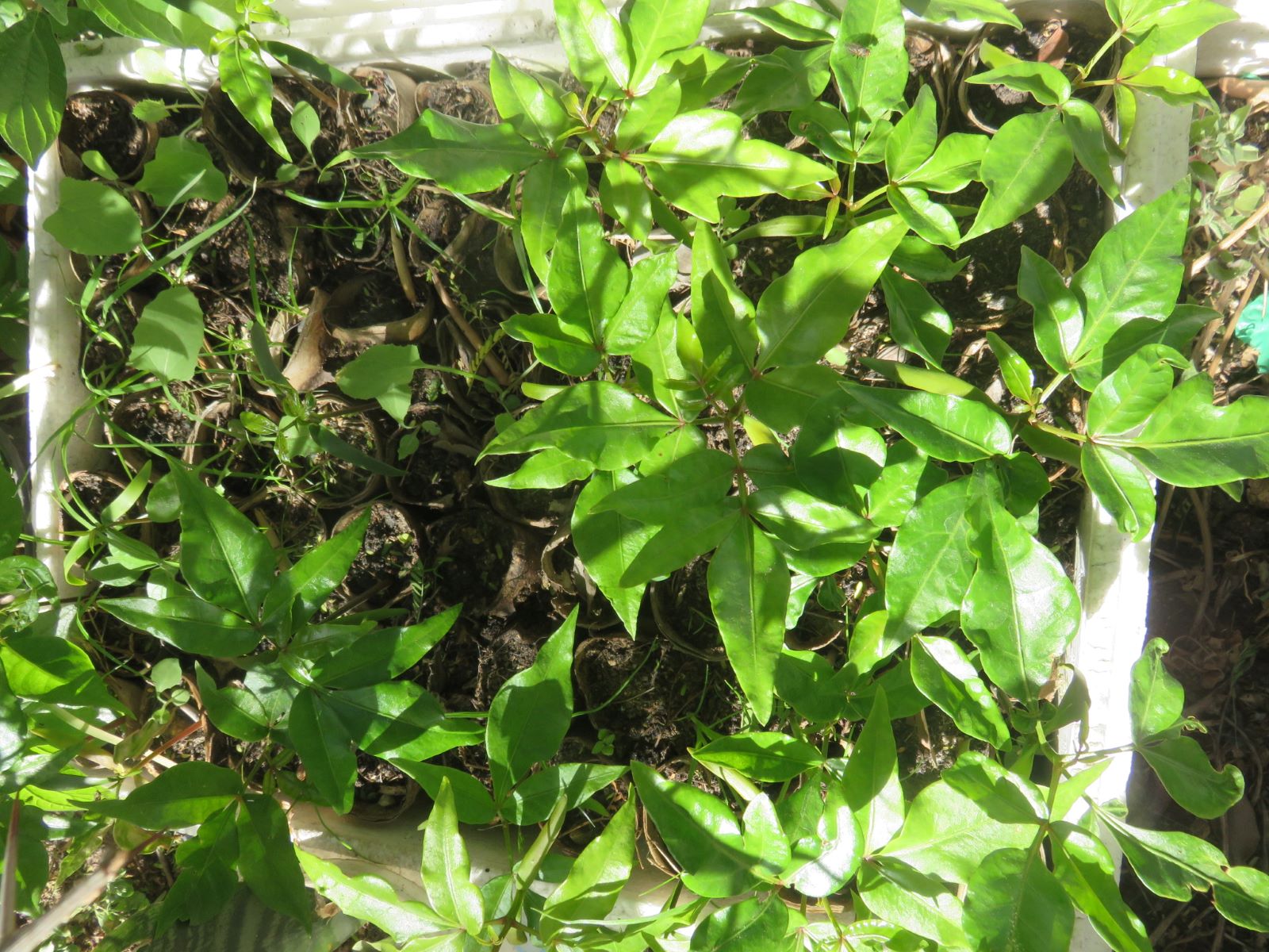 The wild plum germinated pretty well, and are ready to transplant.