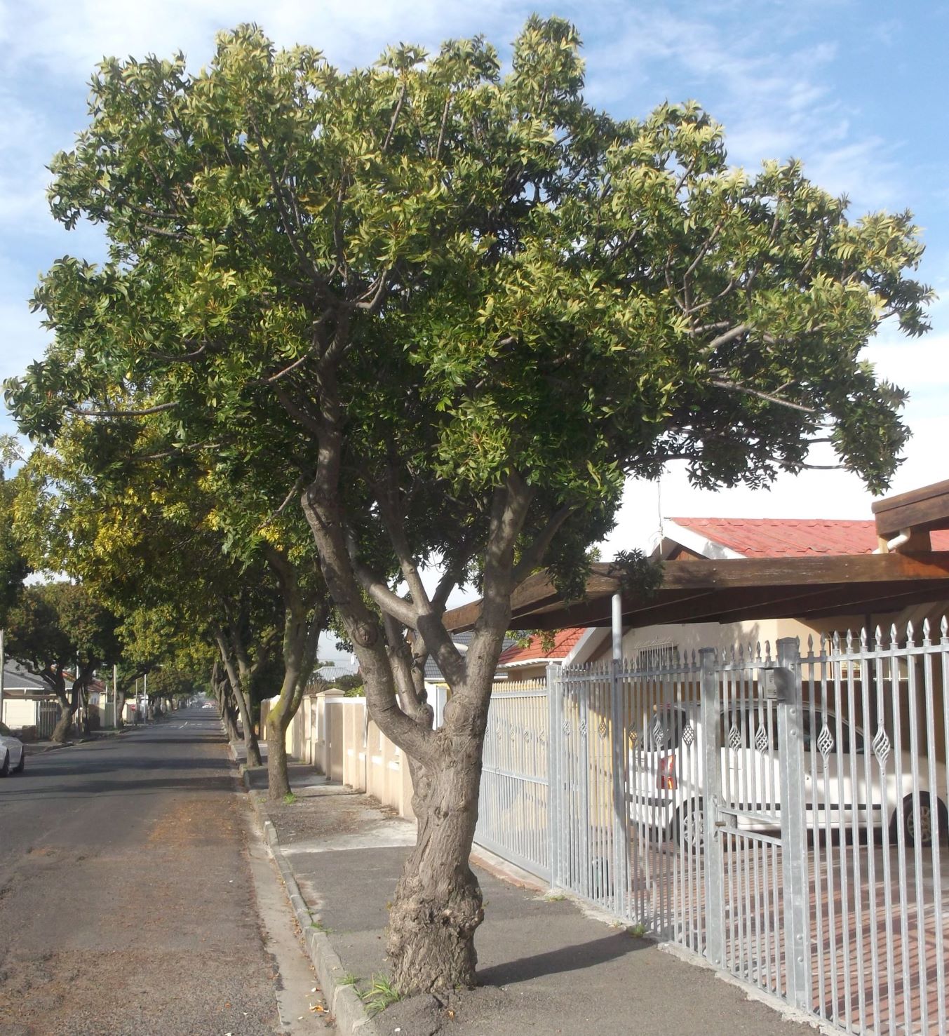 A whole street of African wild plum trees in Goodwood