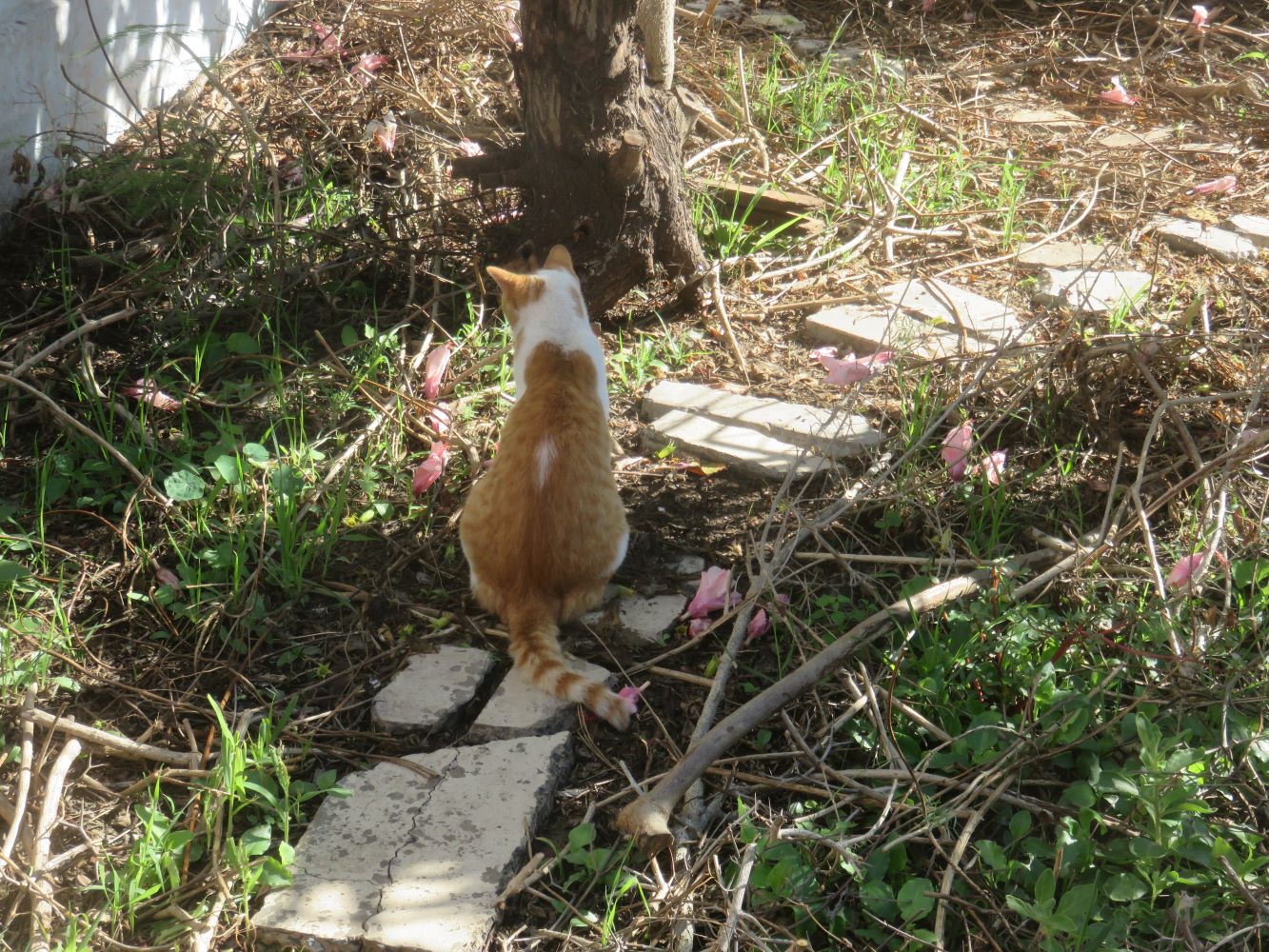 Someone is listening to the sound made by healthy soil