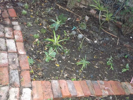 The Hen house garden is planted with hardy succulents and a pineapple.