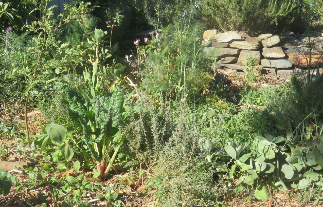 My future food forest. There is a Vergillia, a native leguminous tree on the left, and quite a few hand grown carob which are too small to see now.