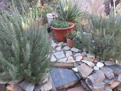 Mediterranean herbs and succulents mix well visually