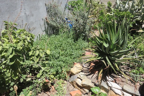 I don't think New Zealand spinach would stand this. The hottest driest corner of the garden.