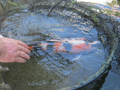 netting the fish