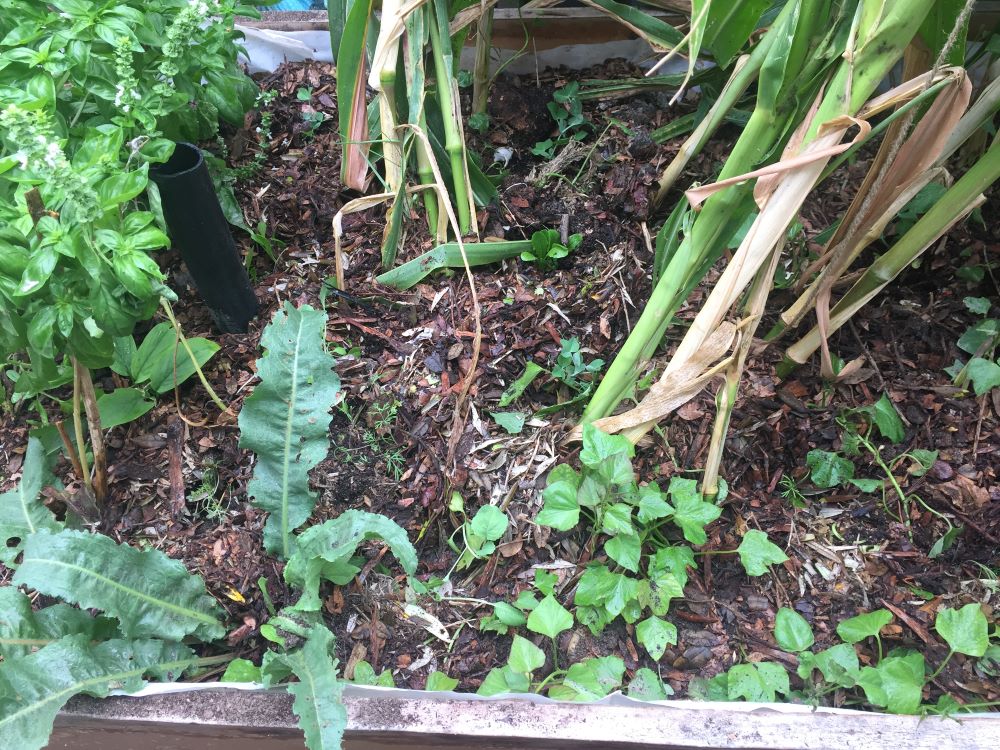 interplanting under summer crops